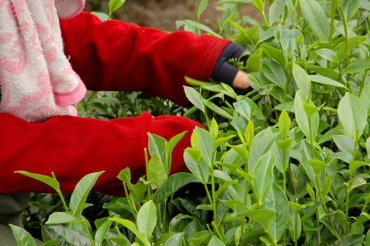 Tan Cuong tea – pride of a region
